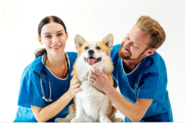 Two veterinarians smiling with a corgi in their clinic